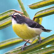 Bananaquit