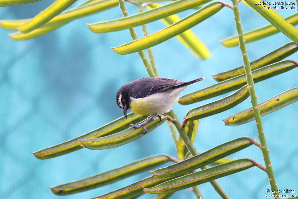 Bananaquit