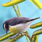 Bananaquit