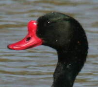 Common Shelduck