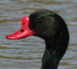 Tadorne de Belon