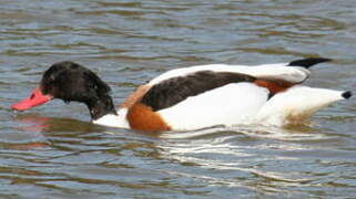 Common Shelduck