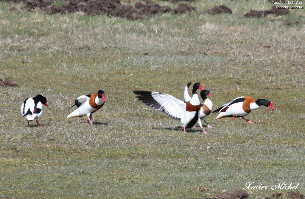 Common Shelduckadult, Behaviour