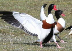 Common Shelduck