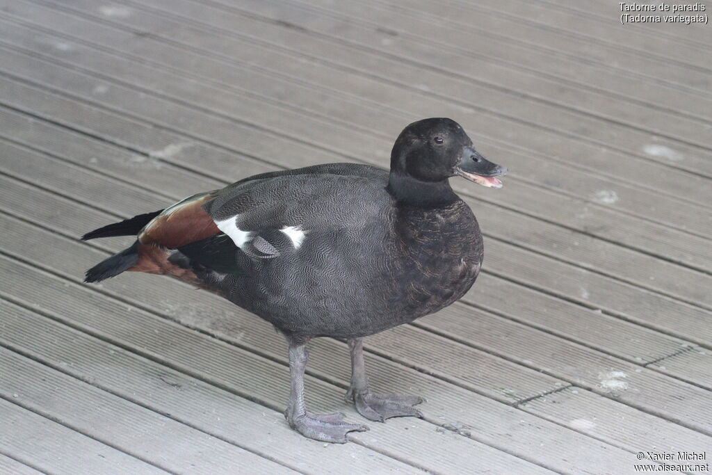 Paradise Shelduck