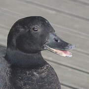 Paradise Shelduck