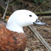 Paradise Shelduck