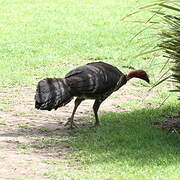 Australian Brushturkey