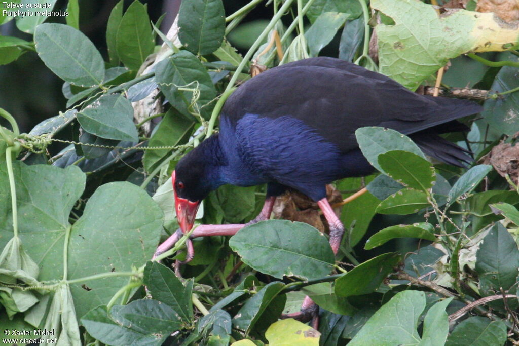 Australasian Swamphen, identification, feeding habits