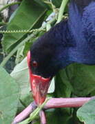 Australasian Swamphen