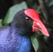 Australasian Swamphen