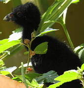 Australasian Swamphen