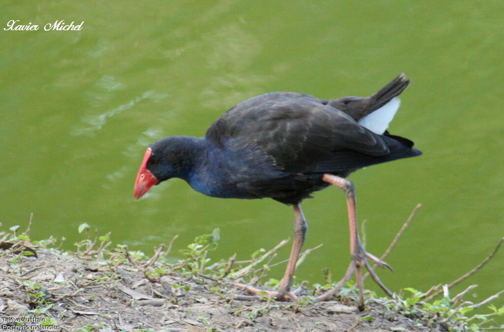 Talève australeadulte