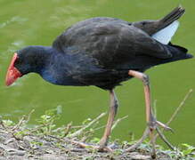 Australasian Swamphen