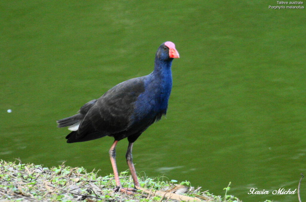 Australasian Swamphenadult, identification