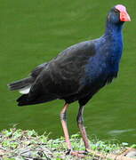 Australasian Swamphen