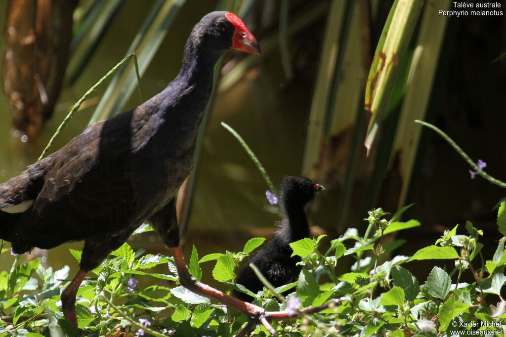 Talève australe, identification