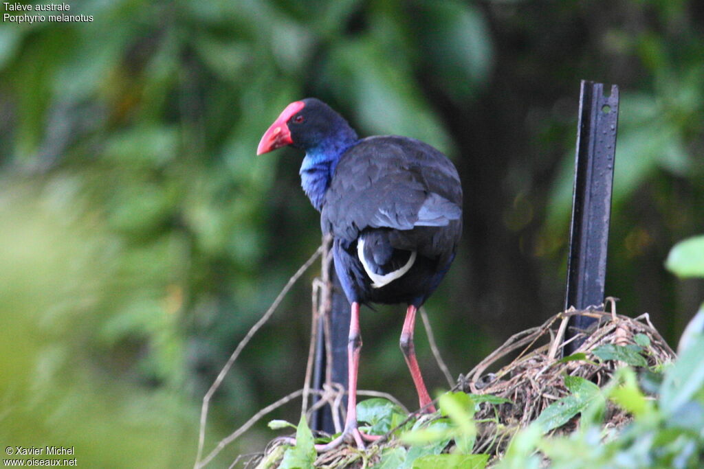 Talève australe, identification