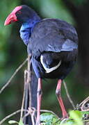 Australasian Swamphen