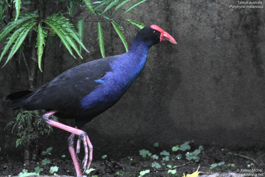 Australasian Swamphen, identification