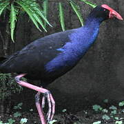 Australasian Swamphen