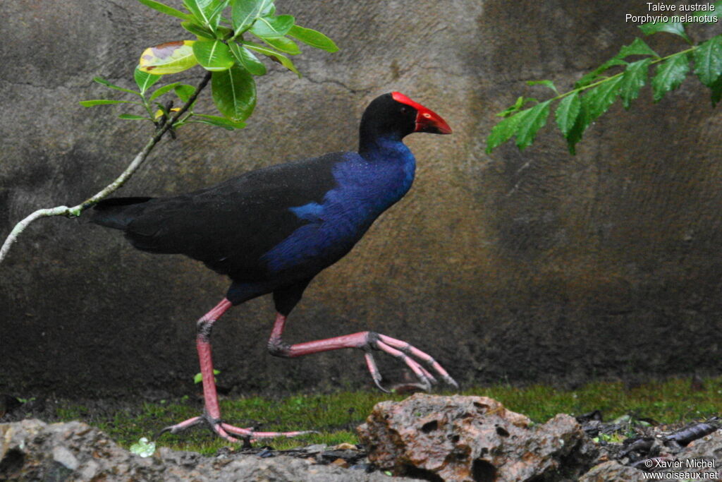 Australasian Swamphen, identification