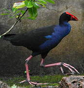 Australasian Swamphen