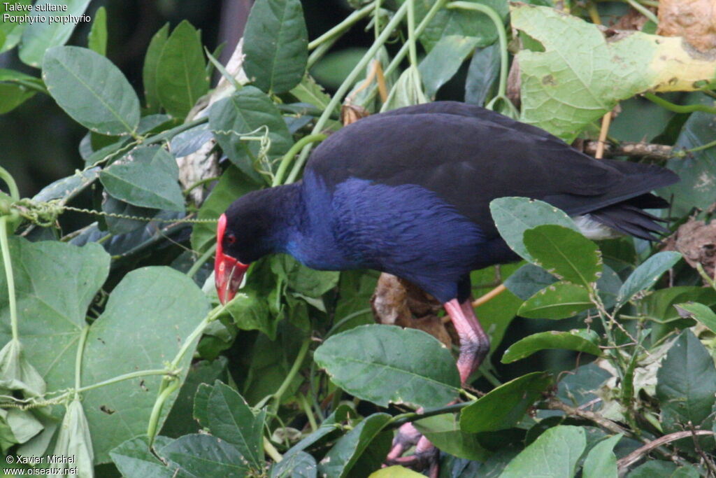 Western Swamphen, identification, feeding habits