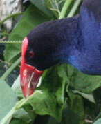 Western Swamphen