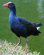 Western Swamphen