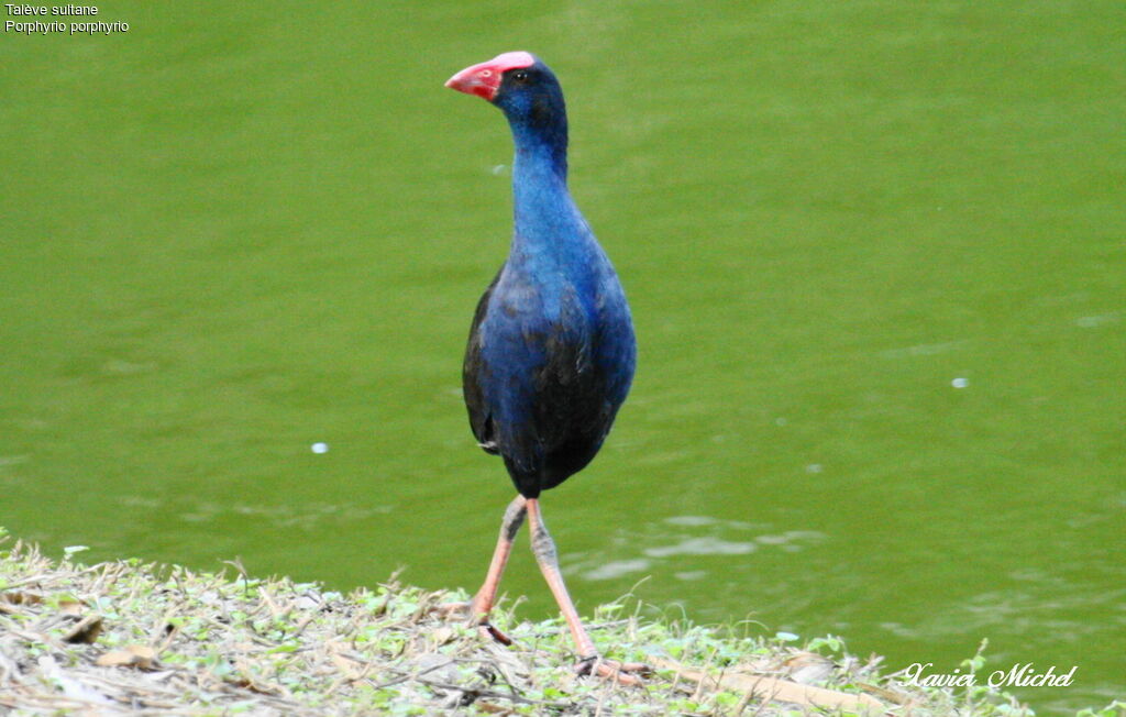 Talève sultaneadulte, identification