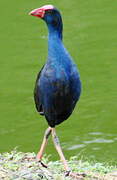 Western Swamphen