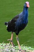 Western Swamphen