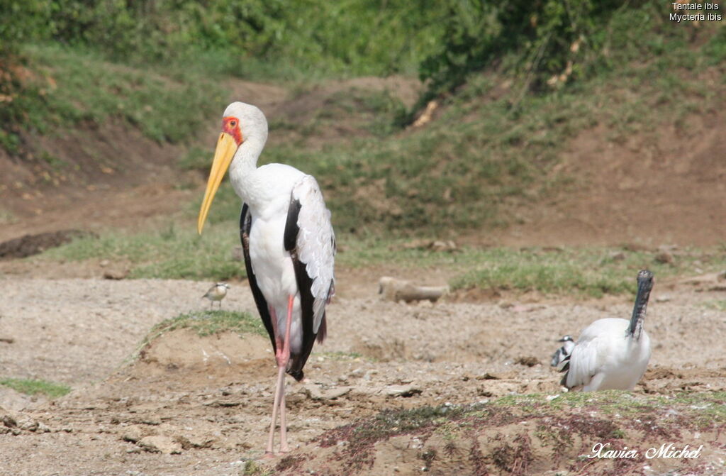 Yellow-billed Stork