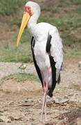 Yellow-billed Stork