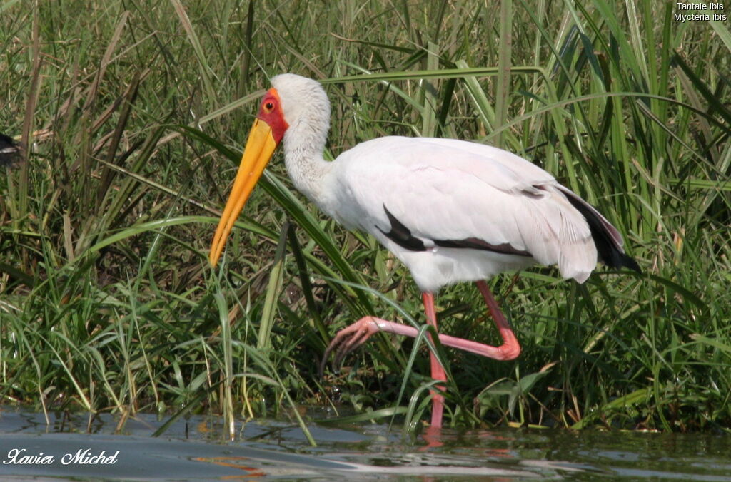 Yellow-billed Stork