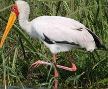 Yellow-billed Stork