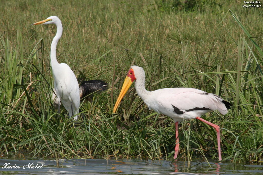 Yellow-billed Stork