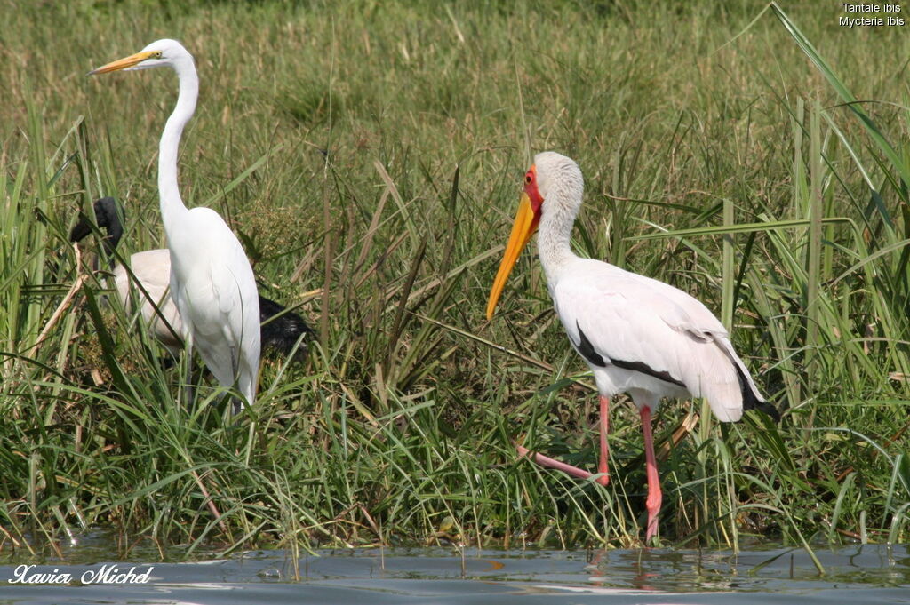 Yellow-billed Stork