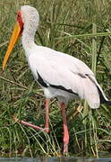 Yellow-billed Stork