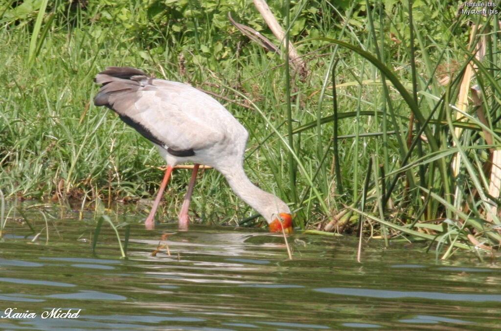 Tantale ibis