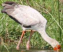 Yellow-billed Stork