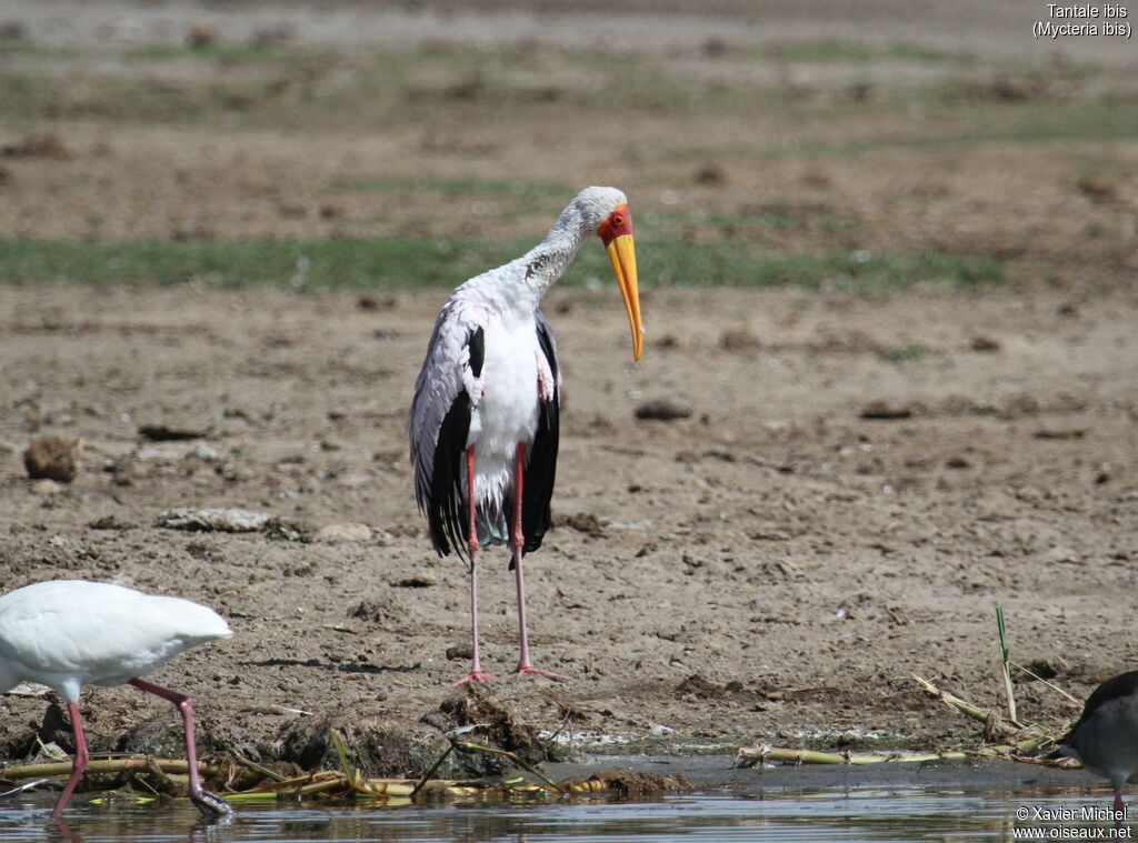 Yellow-billed Storkadult, identification