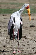 Yellow-billed Stork