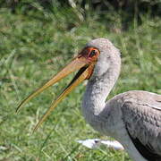 Yellow-billed Stork