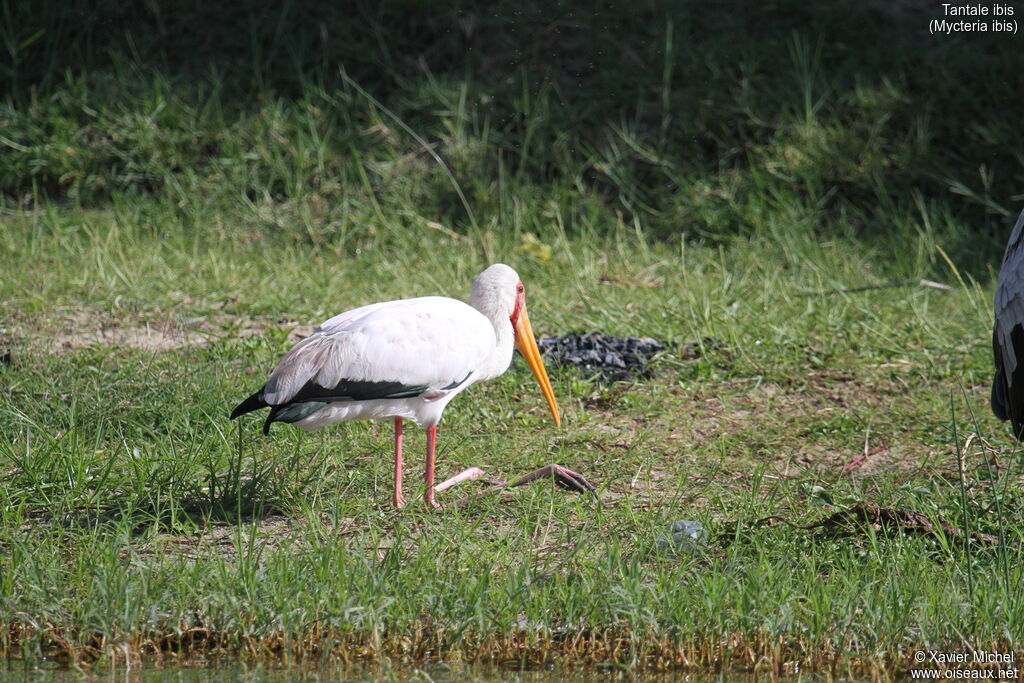 Yellow-billed Storkadult