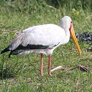 Yellow-billed Stork