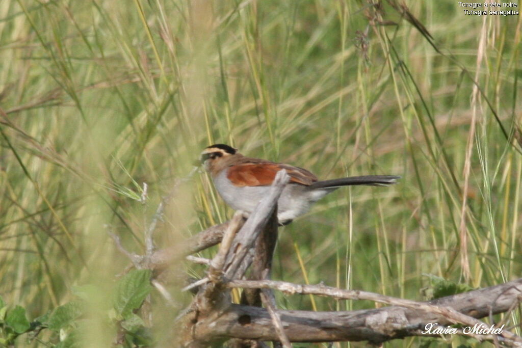 Black-crowned Tchagra