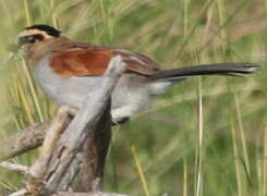 Black-crowned Tchagra