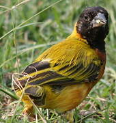 Black-headed Weaver